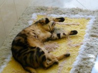 Kikina ležící,spící.jpg (137.68 KiB) Zobrazeno 3759 x Kikina ležící,spící.jpg