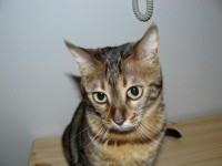 Kikina poslouchá příkazy a nařízení.jpg (86.06 KiB) Zobrazeno 3759 x Kikina poslouchá příkazy a nařízení.jpg