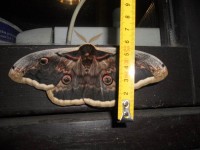 Motýl v Brne1.JPG (125.88 KiB) Zobrazeno 3723 x Megamotýl1