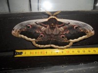 Motýl v Brne2.JPG (130.25 KiB) Zobrazeno 3723 x Megamotýl2